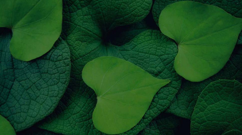 feuilles | cœur | vert | nature | plante | durable